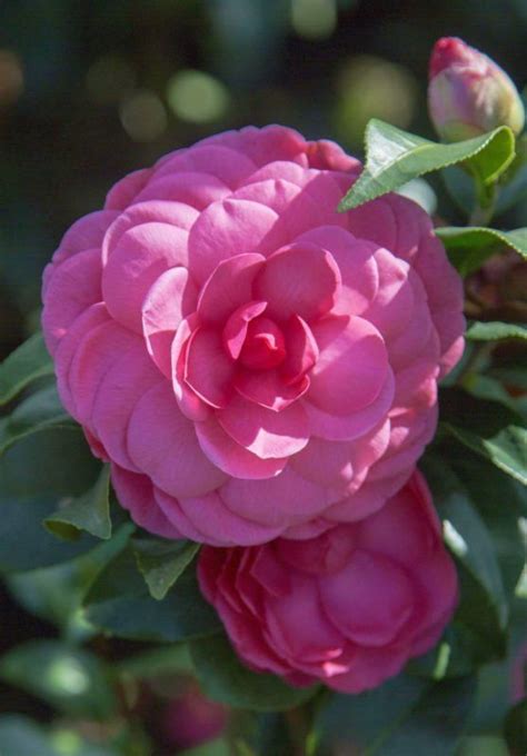 The Captivating Allure of Camellias in October's Spell